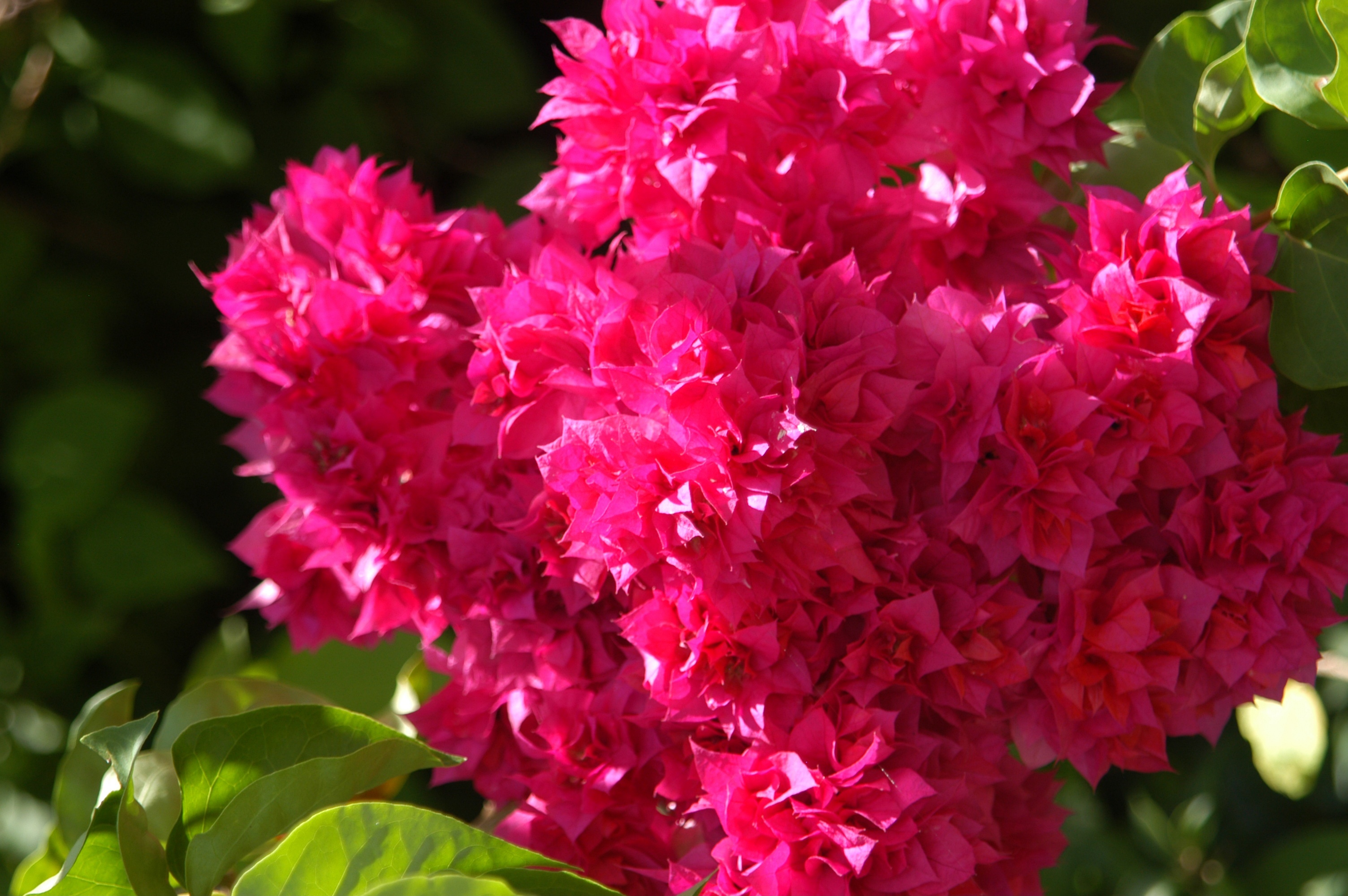 BOUGAINVILLEA GROWING TIPS  BOUGAINVILLEA FLOWERING FERTILIZER  ബൊഗെയ്‌ന്‍വില്ല പരിപാലനം  WHY BOUGAINVILLEA NOT BLOOMING