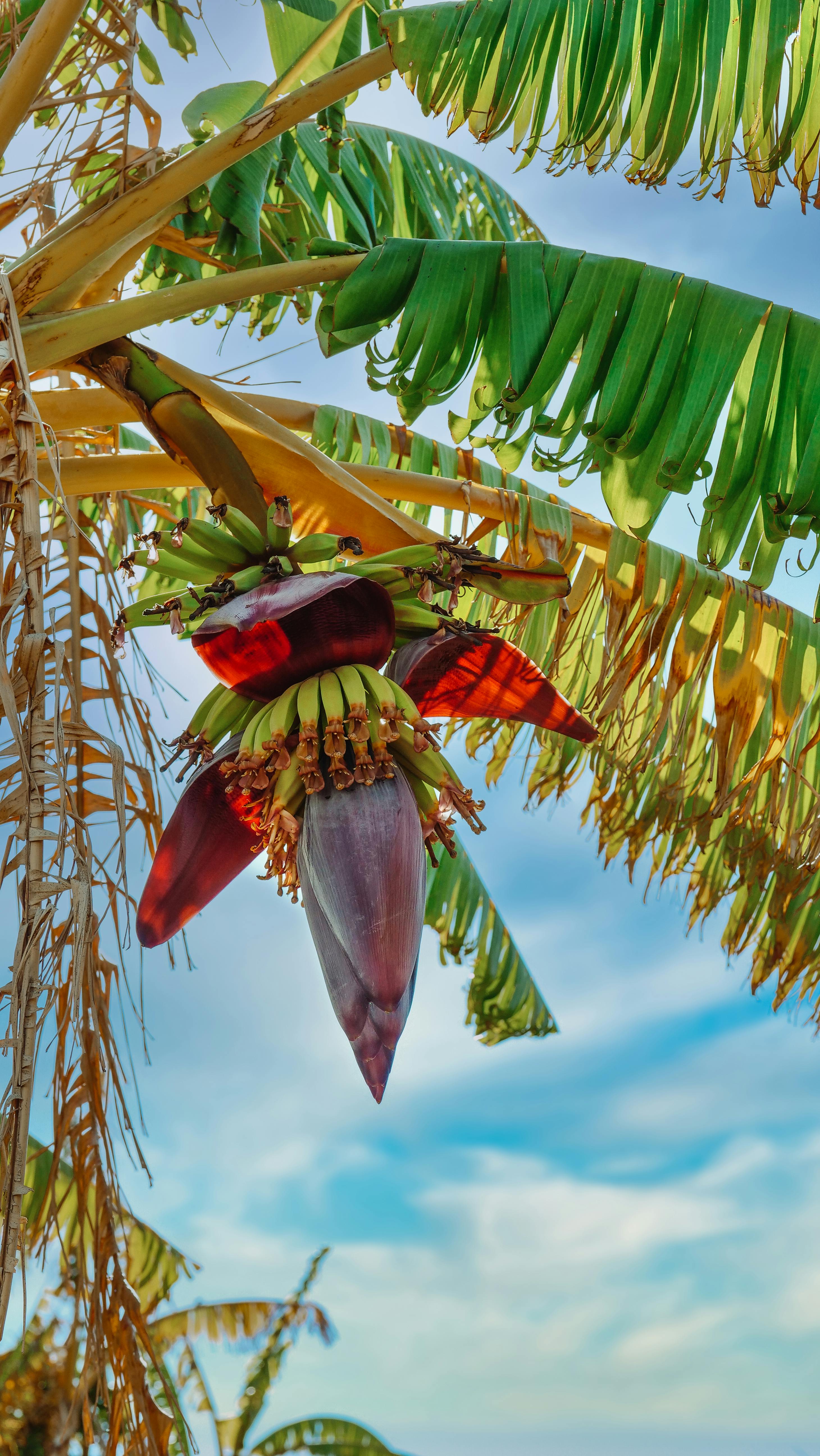 Banana flower is a great cure for diabetes,