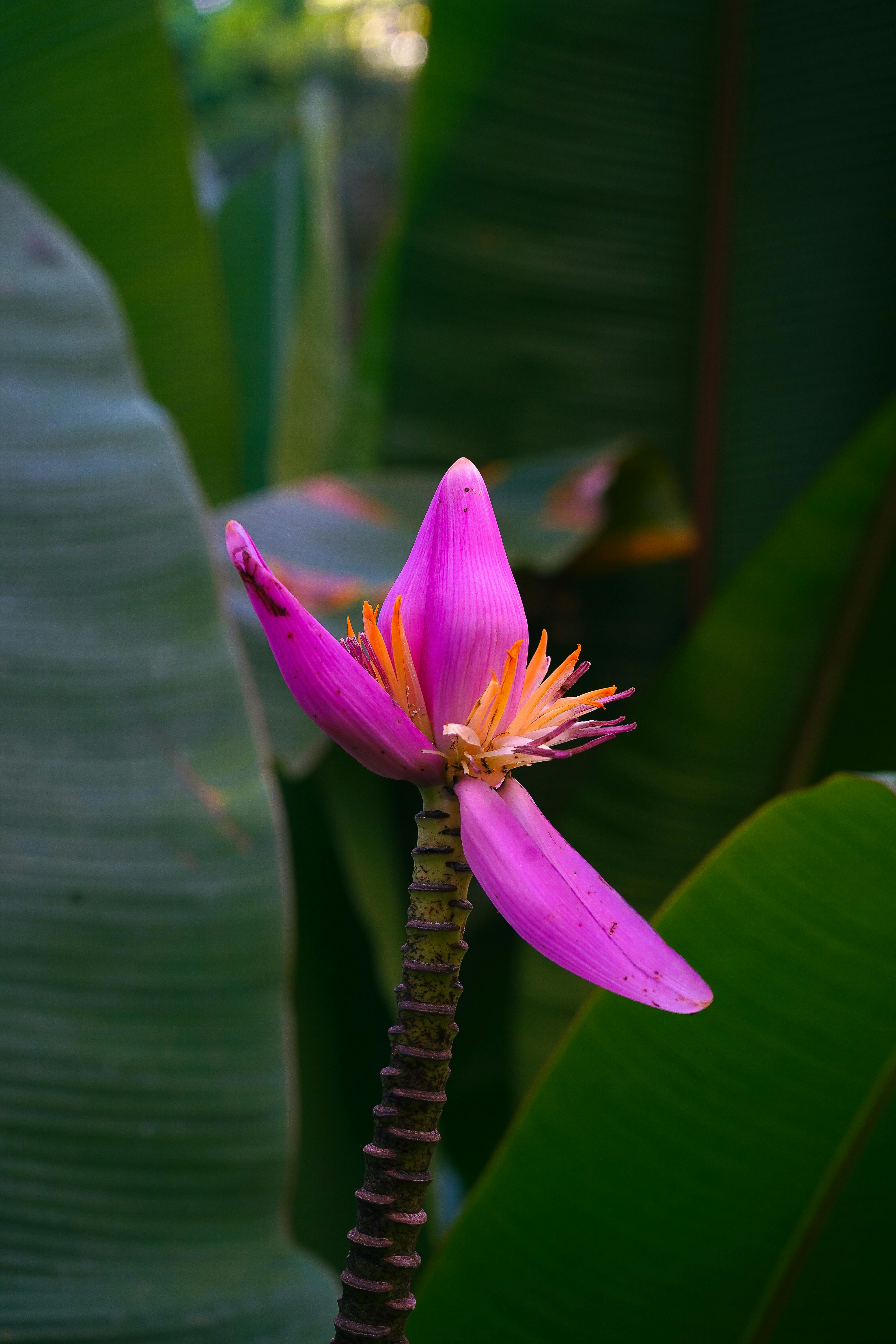 Banana flower is a great cure for diabetes,