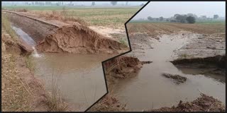 WHEAT CROP SUBMERGED IN WATER