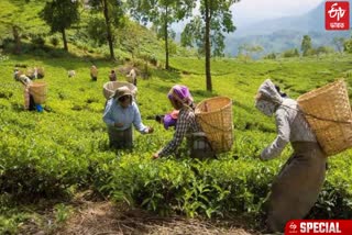 Tea Testing Laboratories