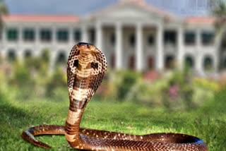 സെക്രട്ടേറിയറ്റിൽ പാമ്പ്  SNAKE IN KERALA SECRETARIAT  SNAKE IN SECRETARIAT OFFICE  SNAKE FOUND INSIDE SECRETARIAT