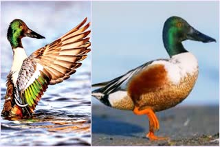 Northern Shoveler Bird Changing Colors In Kolleru Lake