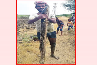 farmer_found_5_feet_korameenu_fish_in_jogulamba_gadwal_district