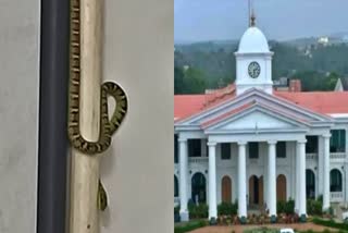 snake in the secretariat  secretariat  സെക്രട്ടറിയേറ്റ്  പാമ്പ്