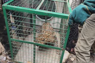 Leopard In Amravati University