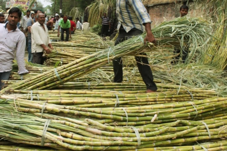 அறுவடை செய்யப்பட்ட ஆலை கரும்புகள்