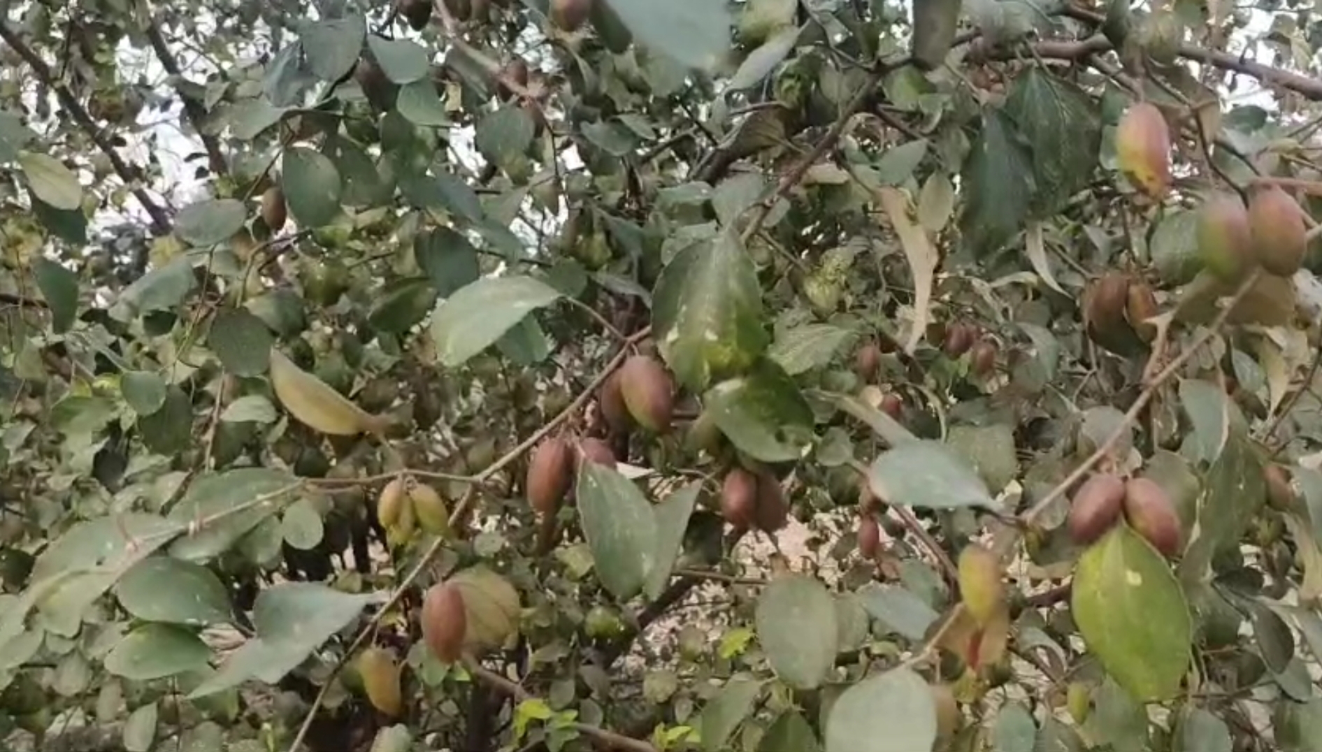 organic farming in karnal