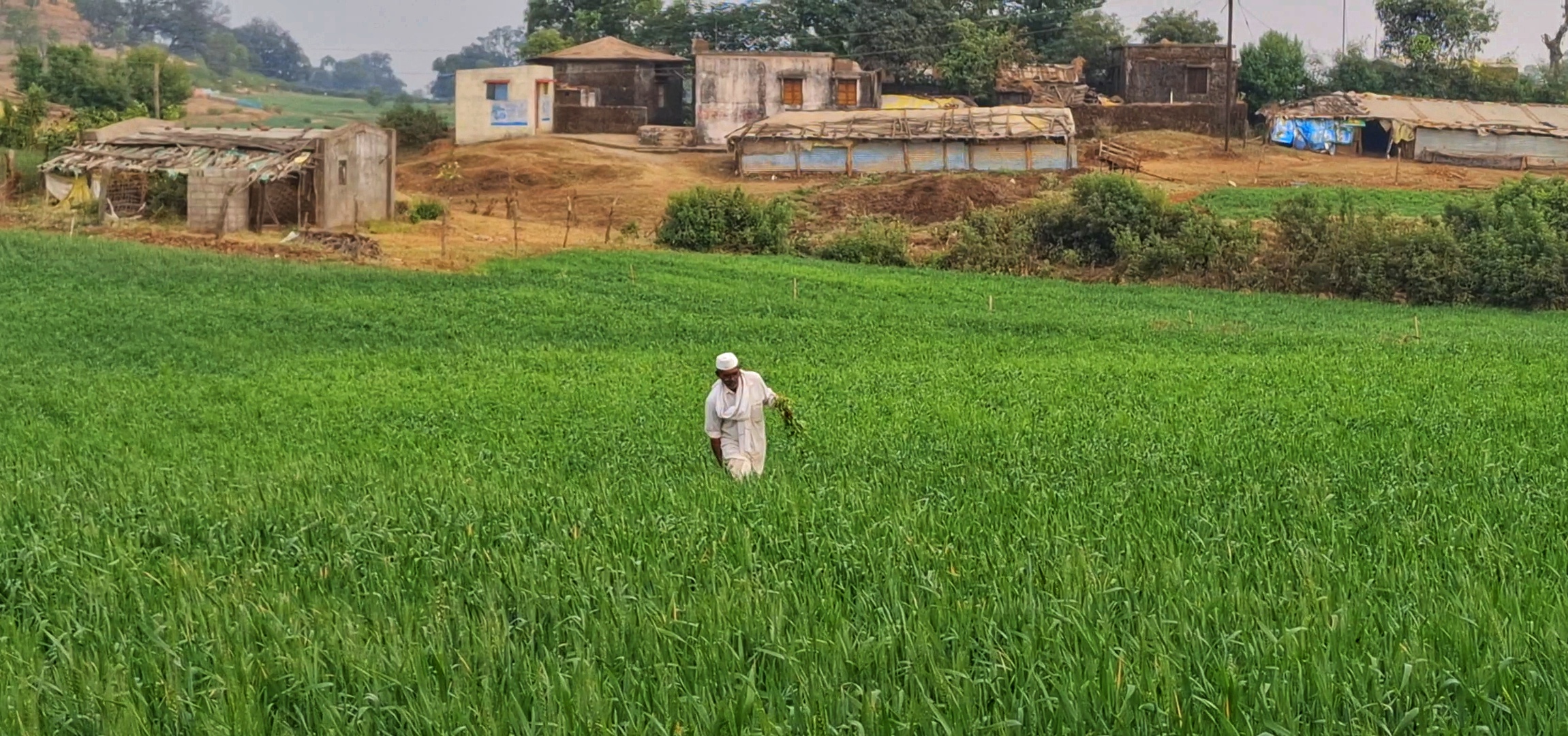 Maharashtra Village Shuns Chemical Fertilisers; Emerges As 'Wheat Granary' Through Organic Farming