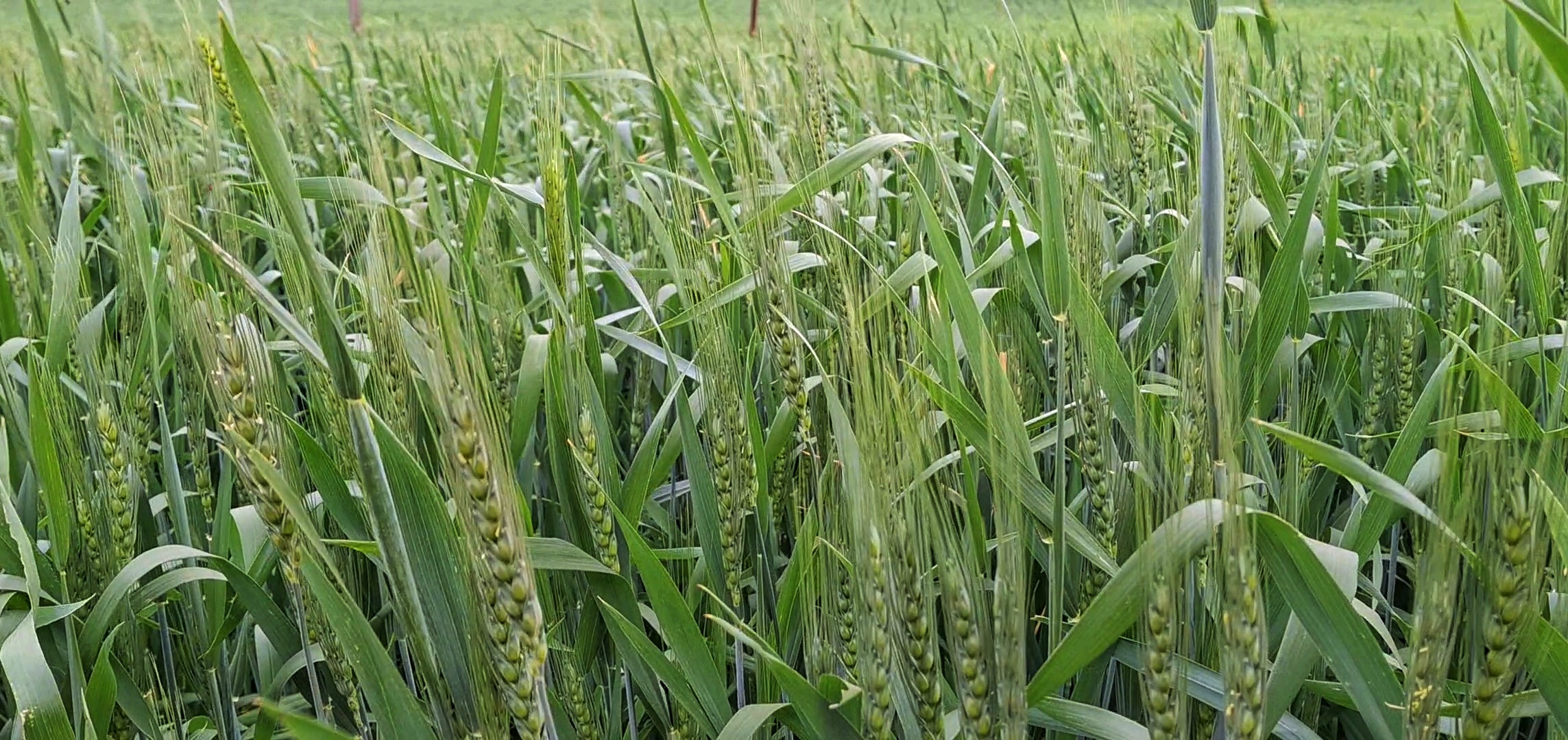 Maharashtra Village Shuns Chemical Fertilisers; Emerges As 'Wheat Granary' Through Organic Farming