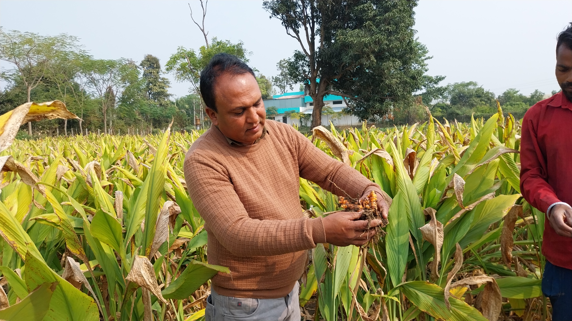 सेलम हल्दी उगाकर अंबिका प्रसाद पटेल ने किया करिश्मा