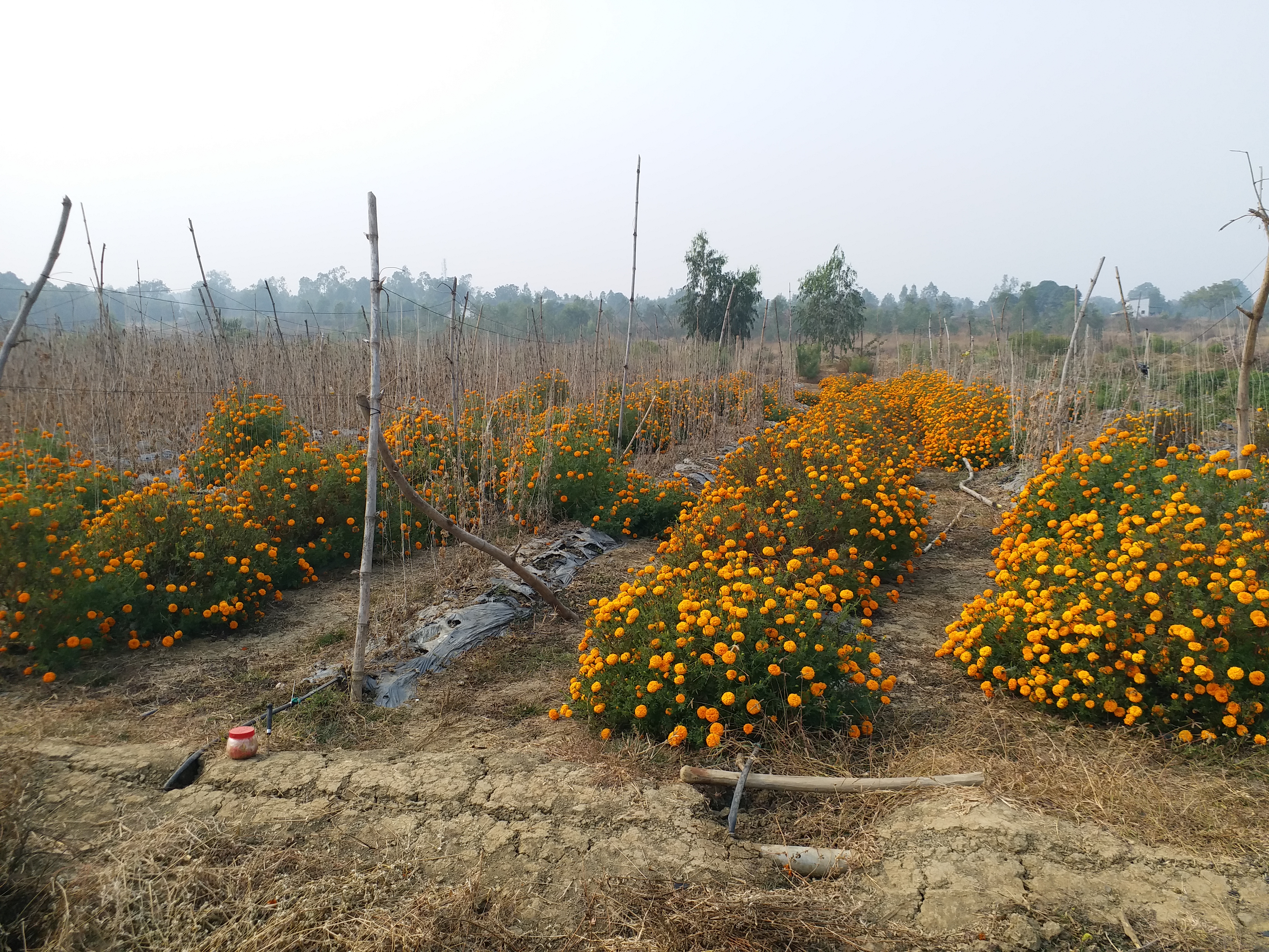 Marigold Flower farming