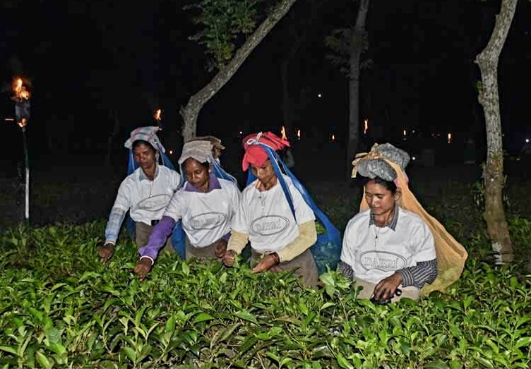 Tea Testing Laboratories