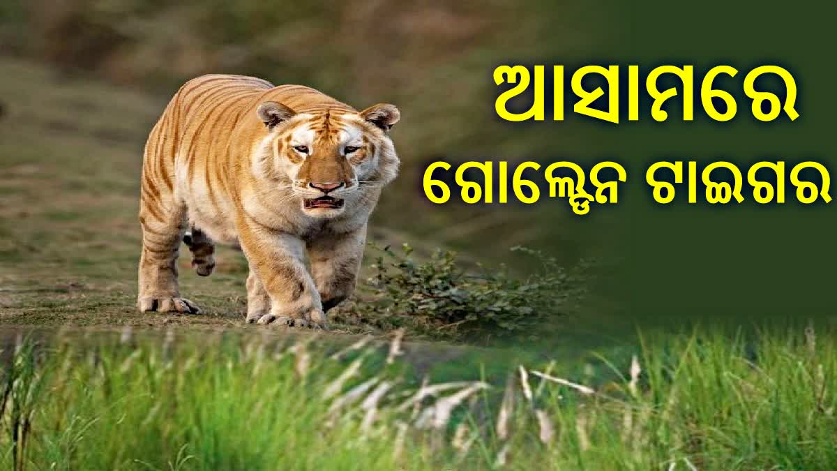 Golden Tiger Spotted In Kaziranga