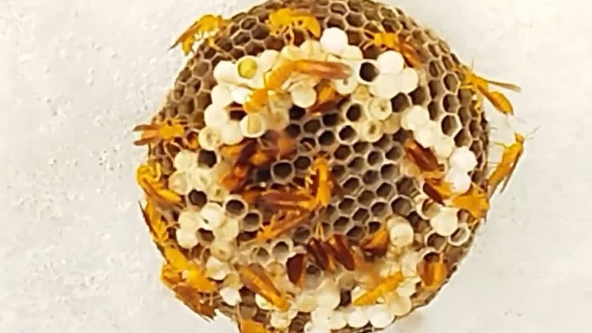 A file picture of a wasp nest