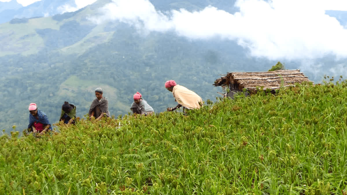 ragi millet  agriculture  റാഗി കൃഷി  idukki tourism