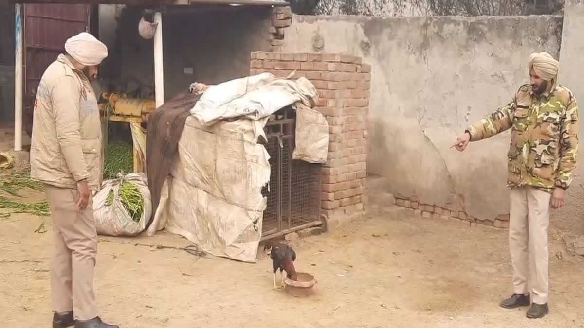 Bathinda police save the rooster from cock fight, now there will be an appearance in the court