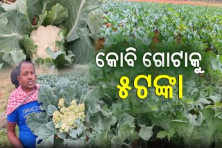 Distress sale of cauliflowers