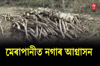Naga miscreants try to grab Assamese land