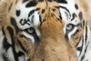 Tiger carcass found in Maharashtra