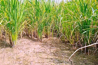 paddy crop damage in Thiruvarur