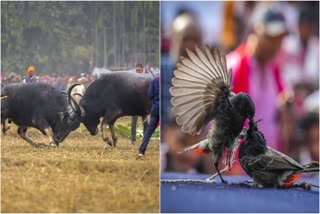 ಕೋಣ ಮತ್ತು ಪಕ್ಷಿಗಳ ಕಾಳಗ