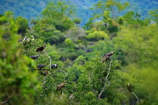 Increased vultures counting