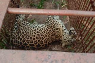 Leopard Jorhat