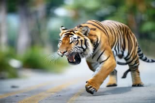 Tiger Attack and killed sanitation worker