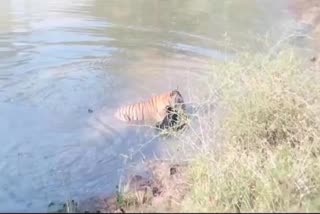 ಕೆರೆಯಲ್ಲಿ ಕರಡಿ ಹಿಡಿದ ಹುಲಿರಾಯ