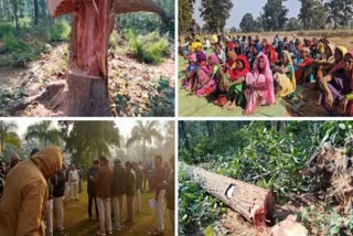 Tree cutting in hasdeo