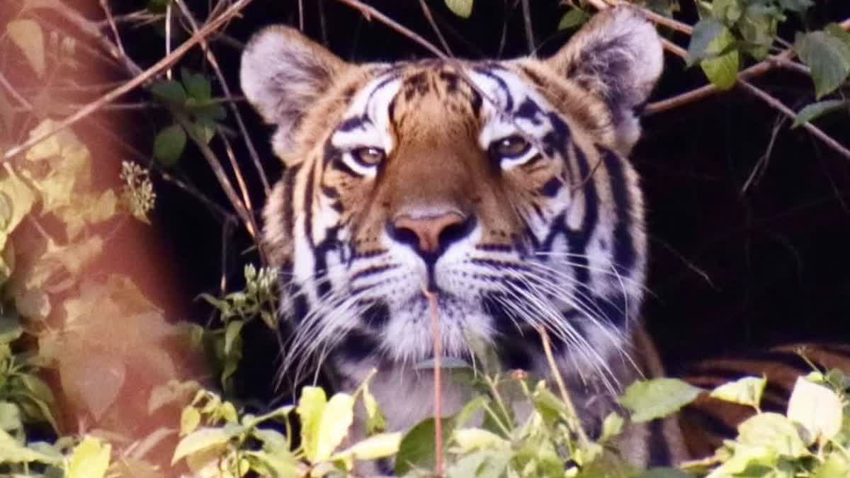 CHHATTISGARH TIGER DEATH