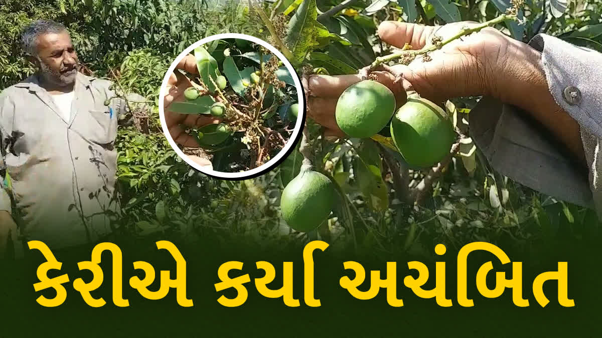 જુનાગઢના ખોરાસા ગીર ગામની આંબાવાડીમાં વિચિત્ર કેરી જોવા મળતા ખેડૂત આશ્ચર્યચકિત છે.