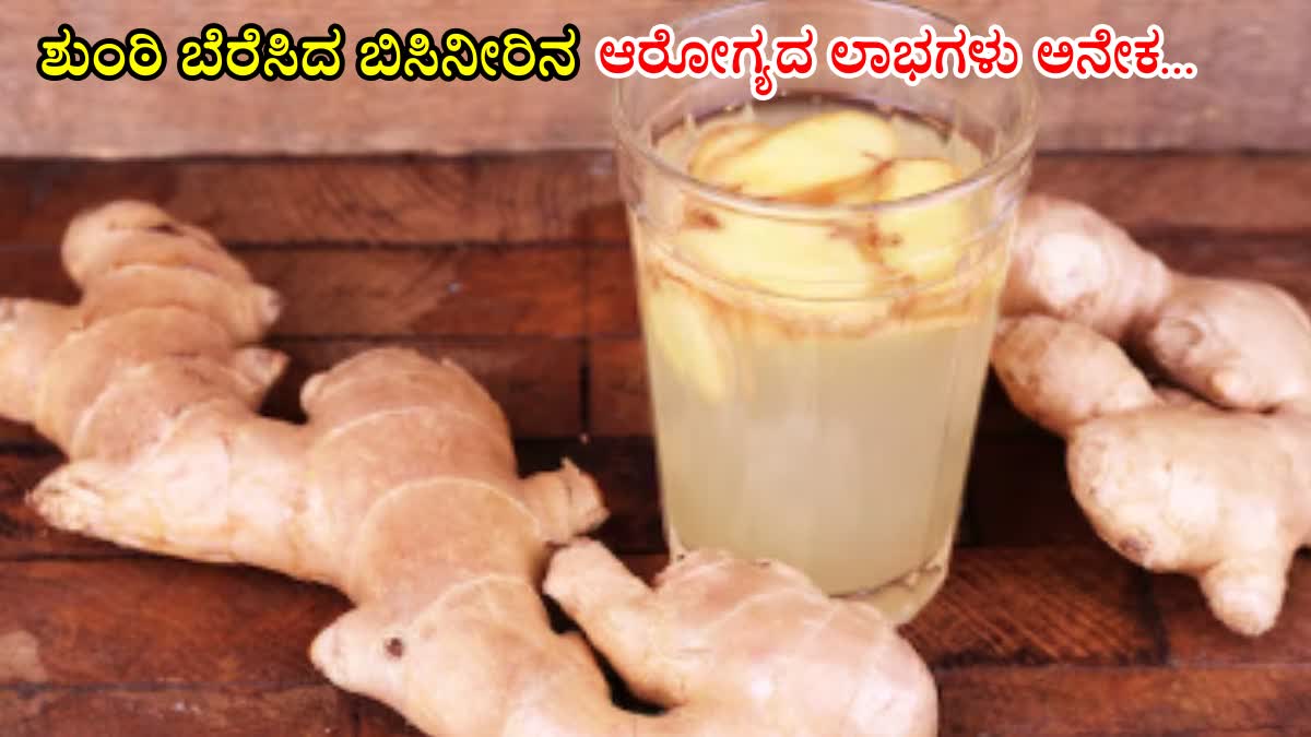 Health BENEFITS of GINGER WATER  BENEFITS OF DRINKING GINGER WATER  GINGER WATER  ಶುಂಠಿ ಬೆರೆಸಿದ ಬಿಸಿನೀರು