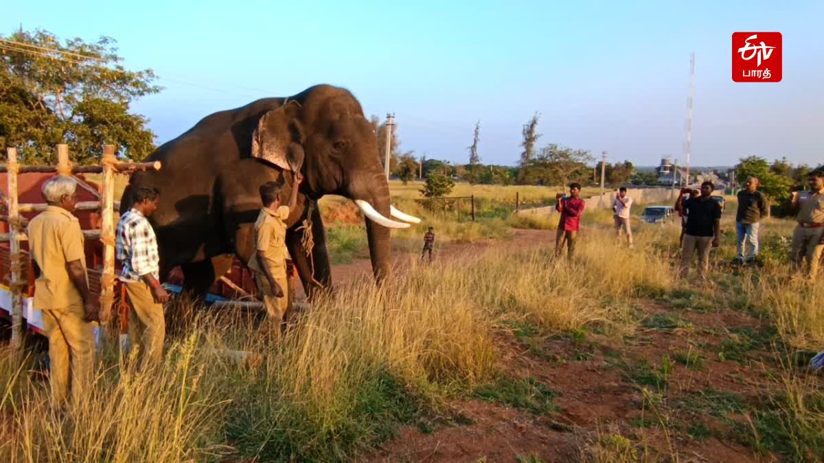 தாளியூர் பகுதியில் பாதுகாப்புக்காக இருக்கும் கும்கி யானை முத்து