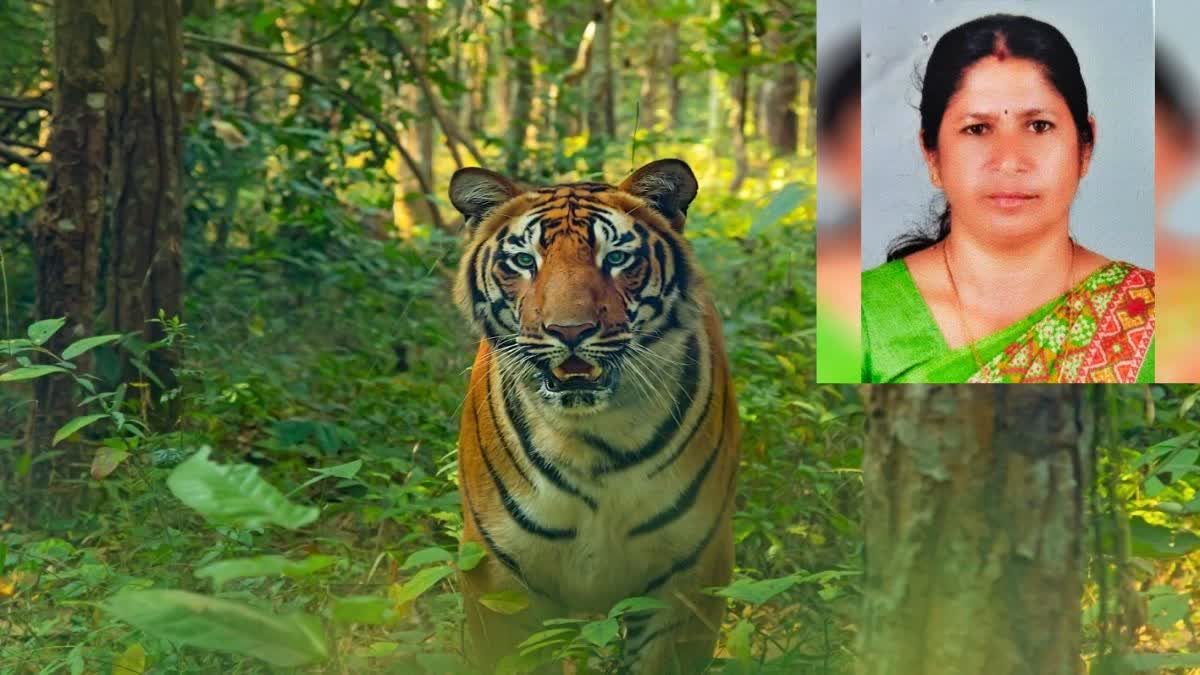 WAYANAD WOMAN DEATH IN TIGER ATTACK