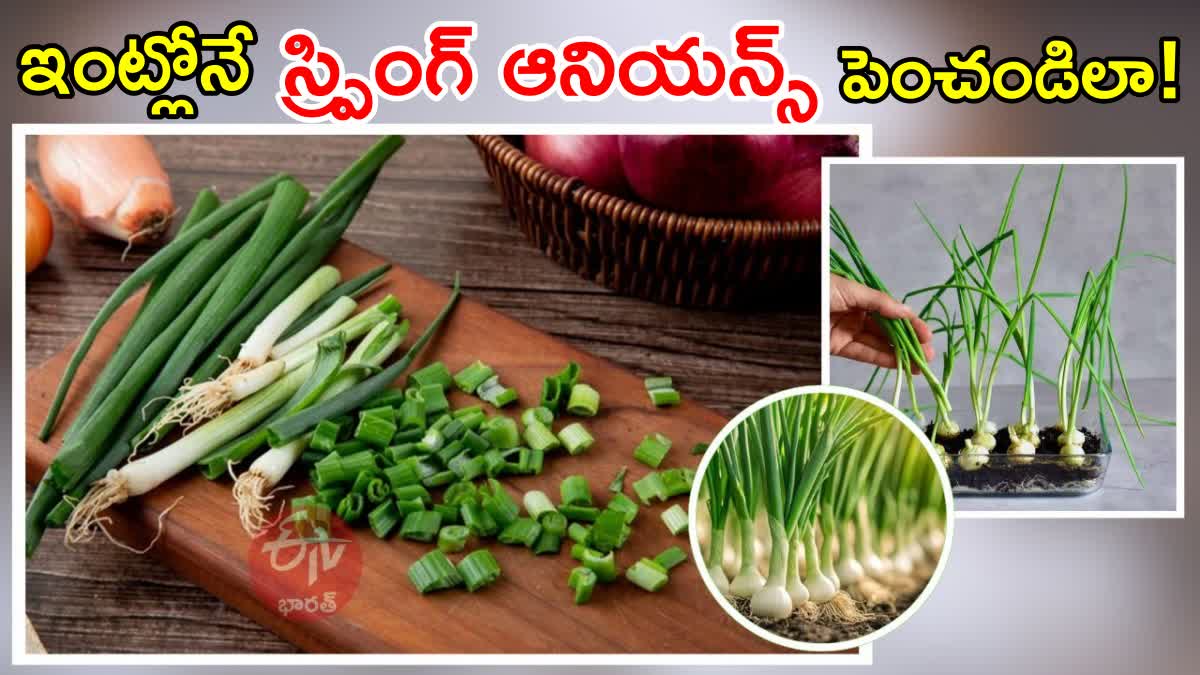 Tips to Grow Spring Onions at Home