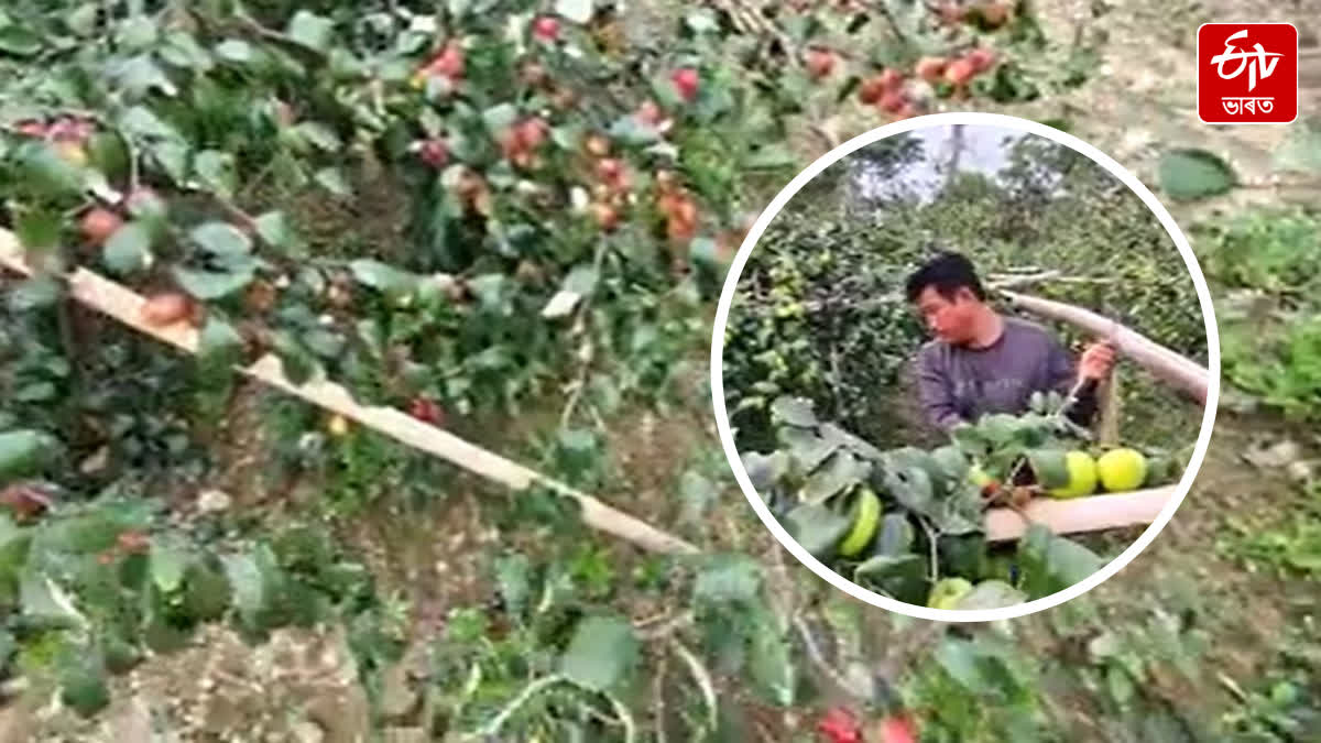 Jonai farmer become self-reliant with improved varieties of Jujube cultivation