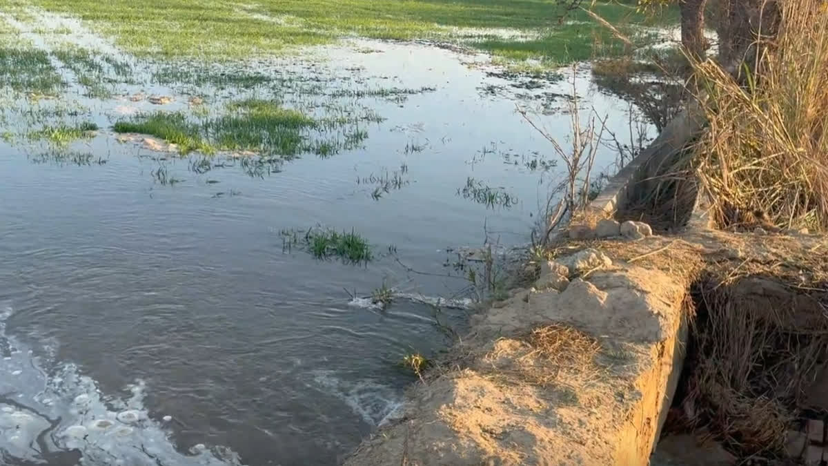 Charkhi Dadri Irrigation Department Negligence