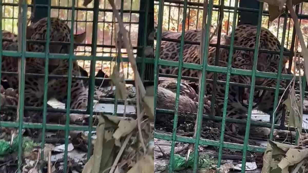 LEOPARD TRAPPED IN CAGE  കൂട്ടില്‍ പുലി കുടുങ്ങി  KOODARANJI LEOPARD  കൂടരഞ്ഞി പുലി