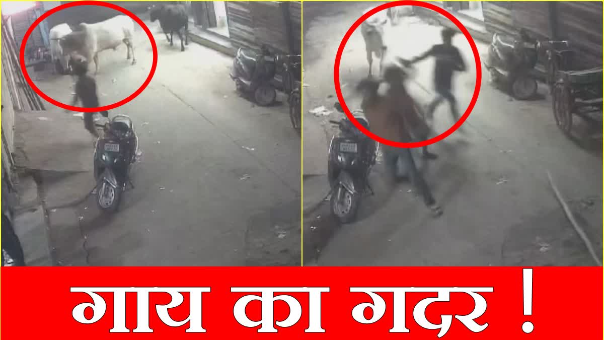 Cow attacks businessman in Rewari entire incident captured in CCTV Watch Video