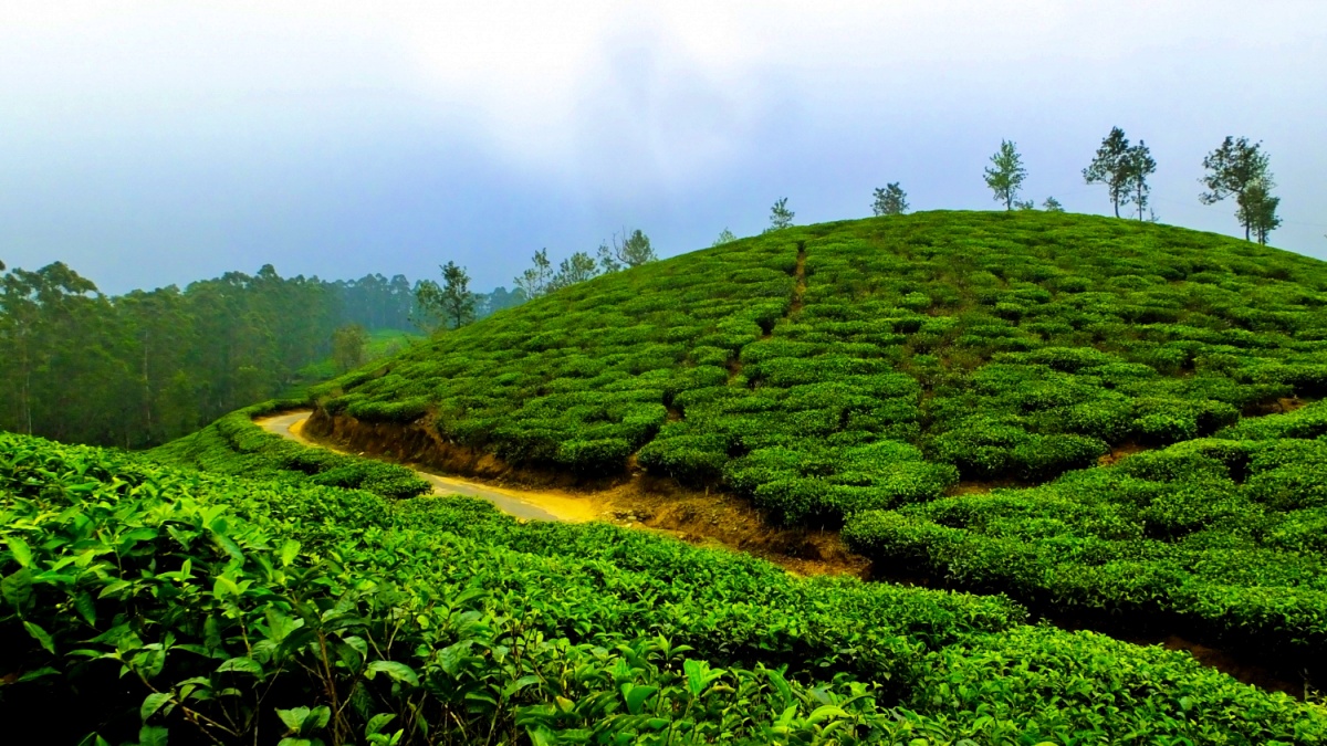 Munnar