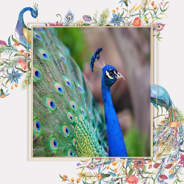 Peacock