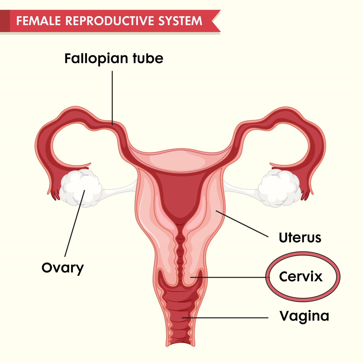 Location of the cervix