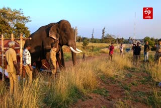 தாளியூர் பகுதியில் பாதுகாப்புக்காக இருக்கும் கும்கி யானை முத்து