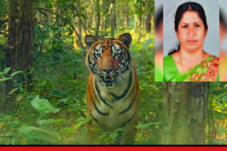 Indian cricketer's close relative killed in tiger attack, strike in protest