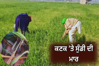 Sundi attack on wheat crop