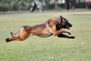 Indian Army dog Phantom Mention in Despatches gallantry award posthumously on Republic Day