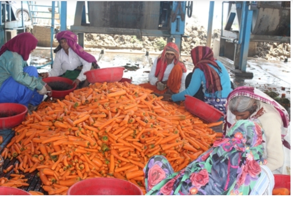 रिटायर्ड कर्नल सुभाष देशवाल के प्रोडक्ट अंग्रेजी गाजर की आज काफी डिमांड है.