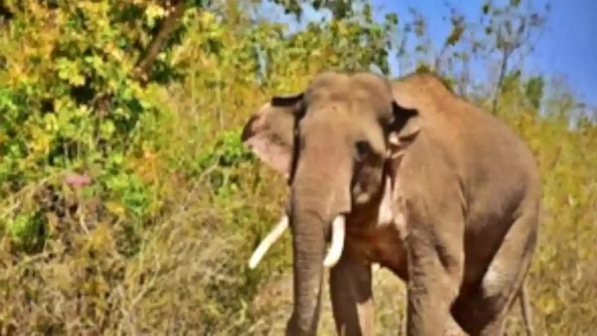 Wild elephant killed old man